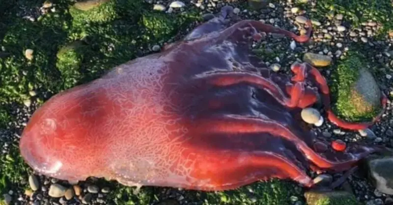 The mysterious “Red Globe” that washed ashore on Washington Beach has scientists stumped