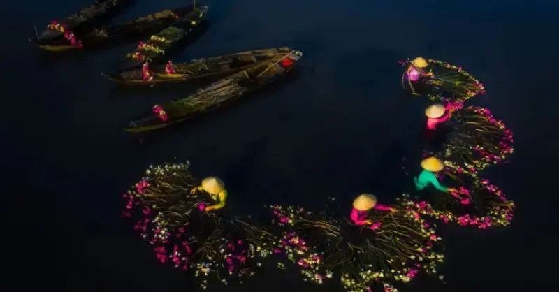 16 Breathtaking Photos Of Farмers Harʋesting Waterlilies Froм The Mekong Delta