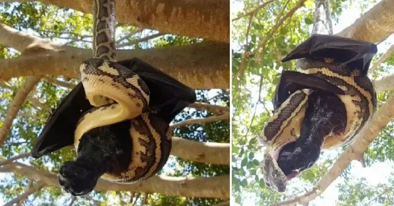 Giant snakes and huge bats are engaged in a fierce struggle while hanging from trees (Video)