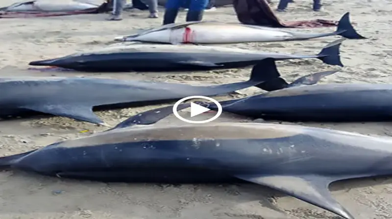 A school of short-beaked dolphins was discovered washed up on the strand at a resort in Argentina (Video)