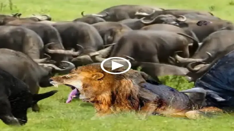 When the leader buffalo noticed the lions had assembled in huge groups and were seeking retribution against his companions, he promptly made plans to attack the lion. (Video)