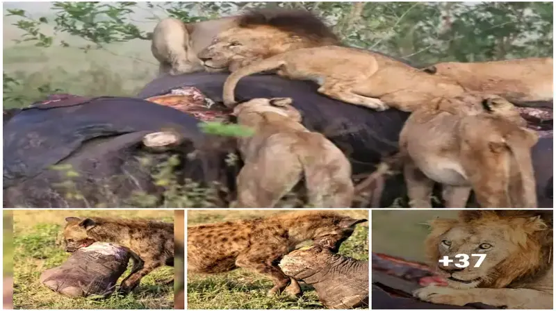 The sight of the lions devouring the enormous elephant left the audience in shock