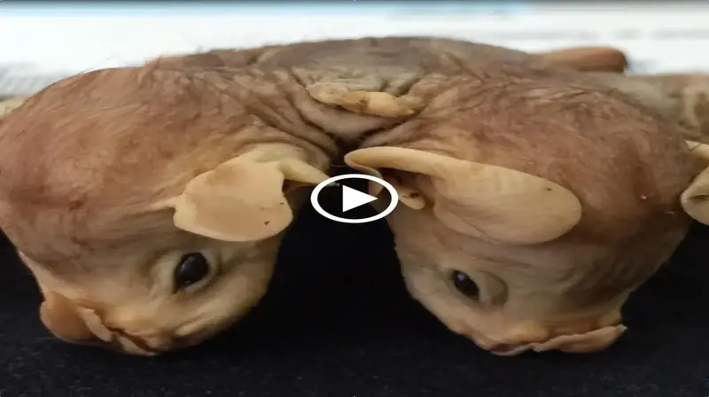Two conjoined twin bats were a rare discovery in the rainforest that perplexed researchers! (Video)