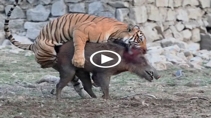 Terrible! The tiger Bengl’s razor-sharp teeth prevented the wild boar from escaping despite its best efforts. (Video)