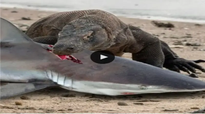 Viewers’ hearts flutter as they watch Komodo Dragon Fights Ferocious Sharks With Unparalleled Power, Bravery, and Insurrection (Video)