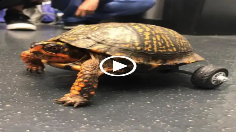 The scientists’ handmade wheels allowed the turtle to walk despite losing two of its legs. (Video)