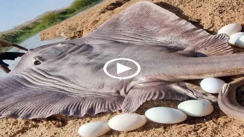 The discovery and capture of a 27 kg manta ray by fishermen stunned everyone (Video)