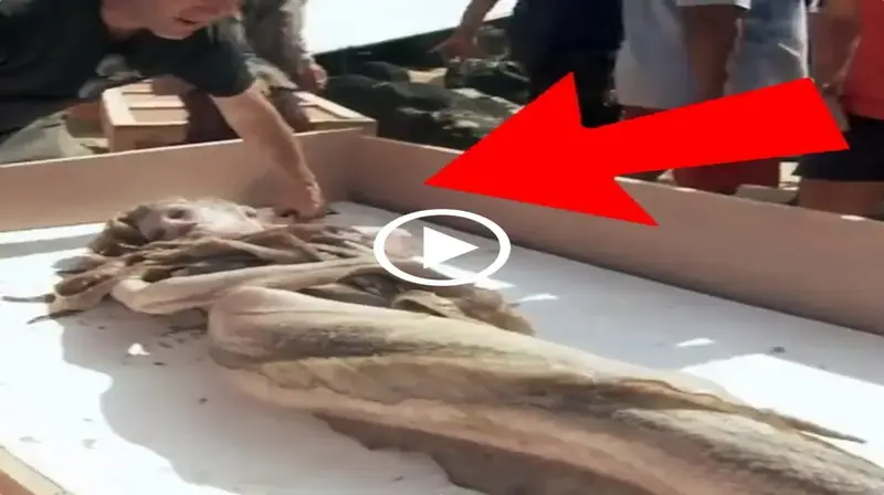Finding the mermaid legend on the Chinese coast: Scientists were perplexed by the shocking scene (Video)