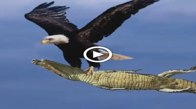 Crocodile was thrown into the sky because he dared to anger the eagle (VIDEO)