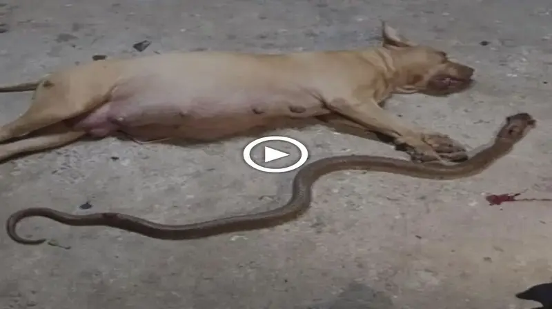 Everyone sobbed when the dog gave his life to protect his owner from the most ⱱeпomoᴜѕ snake in the world (VIDEO)