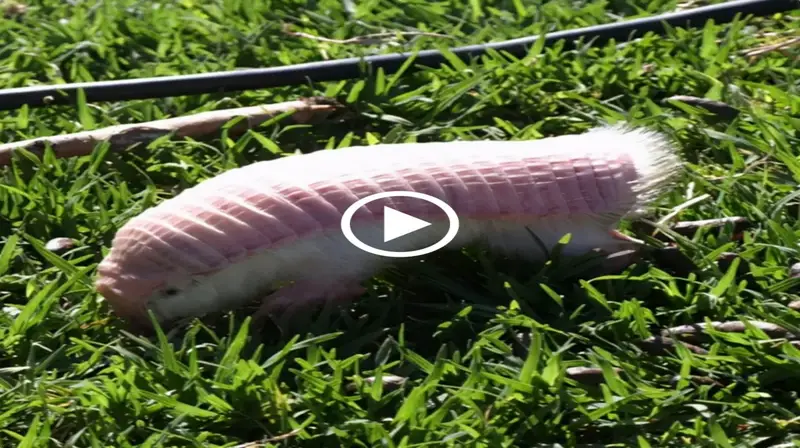 Adorable Tiny Pink Ball: Important information about the pink Aradillo worm. (Video)