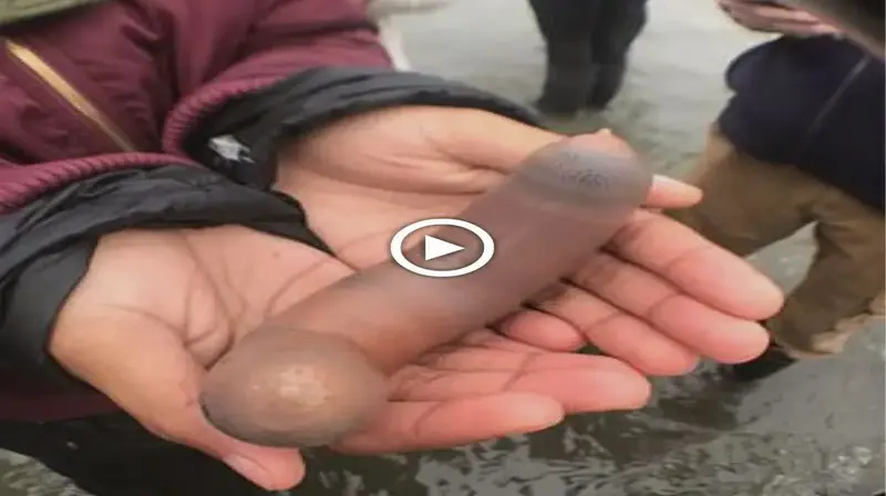 In the state of California, USA, tens of thousands of “P.E.N.I.S F.I.S.H” washed up on a beach, making this area a habitat for strange-shaped creatures (video)