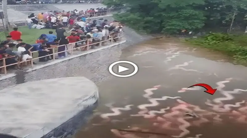 Unexplained Phenomenon: Millions of Mysterious and Strange Creatures Fill the Sacred Rivers of India (VIDEO)