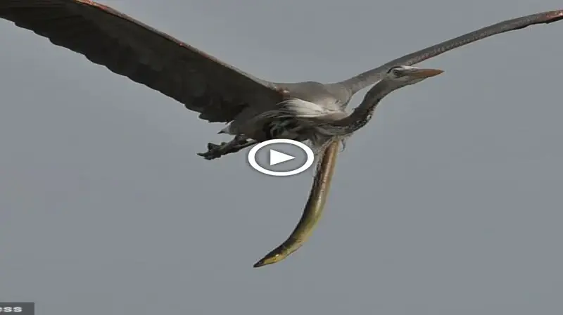 WATCH VIDEO: Scary scene of the first eel out of the bird’s throat right in the air