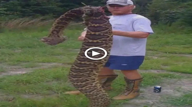 Florida Discovers the World’s Biggest Rattlesnake and Concussion has a special beauty with its vibrant colors and ᴜпіqᴜe patterns on its skin (video)