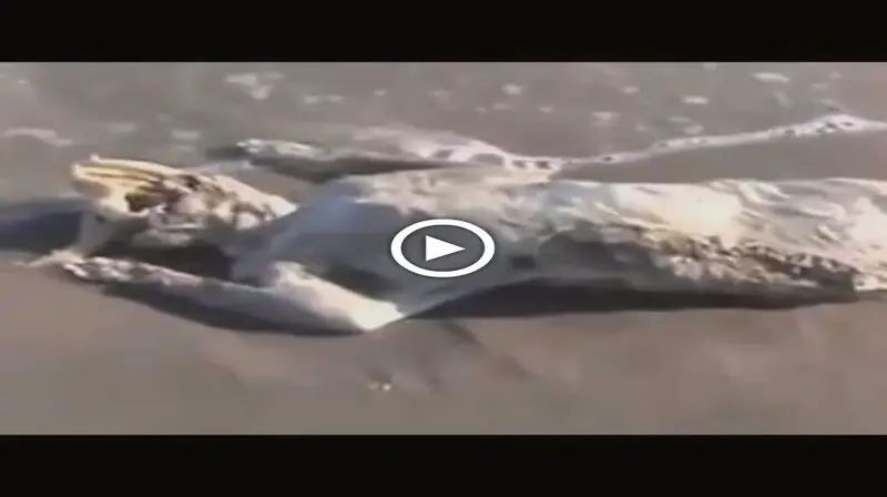 Brooklyn Beach appeared a mysterious white creature with a deformed head that confused people: Alien corpses? (VIDEO)