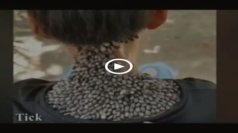 A swarm of parasites called dog ticks clings to the poor boy’s body (VIDEO)
