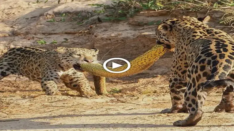 The painful ending of the giant python when two leopards used the carcass to play tug of w.ar (VIDEO)