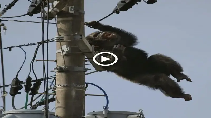 The monkey innocently climbed up the high voltage pole and the ending couldn’t be more “deadbeat” -VIDEO