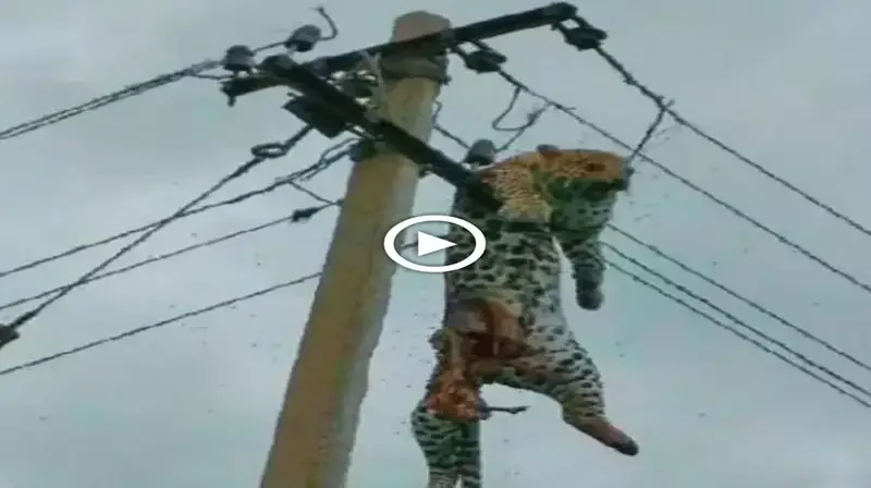 Rescuing a leopard that doesn’t know how to climb an electric pole confuses people (Video)