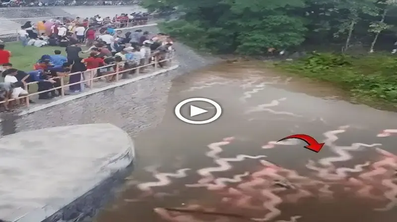 Thousands of mysterious creatures appeared in the heart of the sacred river, confusing many people (Video)