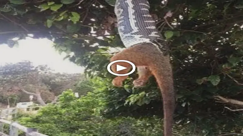 The amazing moment a massive python swallows a possum WHOLE as it dangles upside-down from a tree (video)
