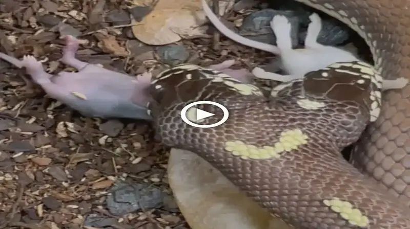 Incredible Footage of Two-Headed Snake Launching Simultaneous Attack on Two Mice. (VIDEO)