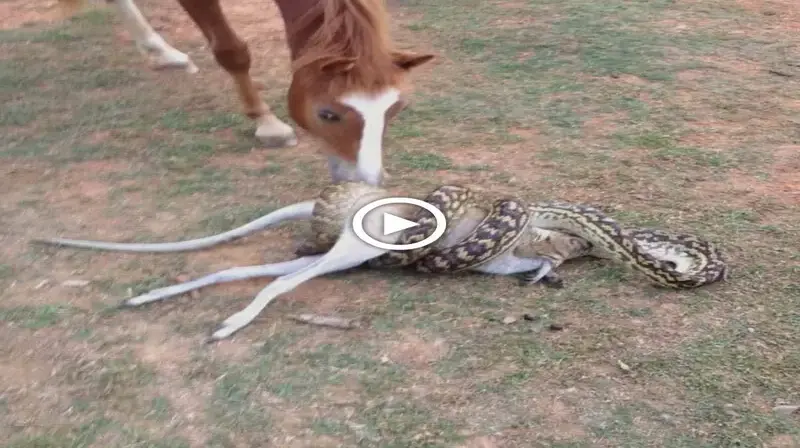 People screamed in terror and the mother horse was helpless as she watched the giant snake eat her baby (Video)