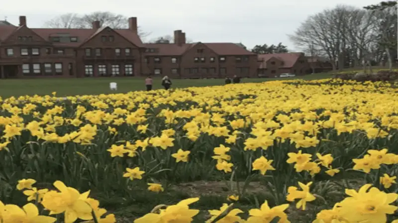 Outdoors in RI:  Newport Daffodil Days