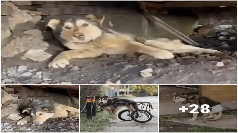 A helpless Husky dog who can’t walk and survived under the train tracks burst into tears when he was given “new legs”