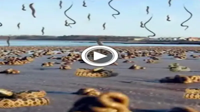 Unbelievable Phenomenon: Thousands of Snakes Falling from the Sky in India (Video)