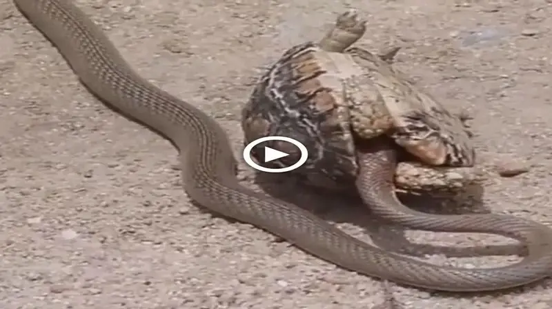 Witness the moment the master cobra hunter tries to attack the turtle and the end (VIDEO)