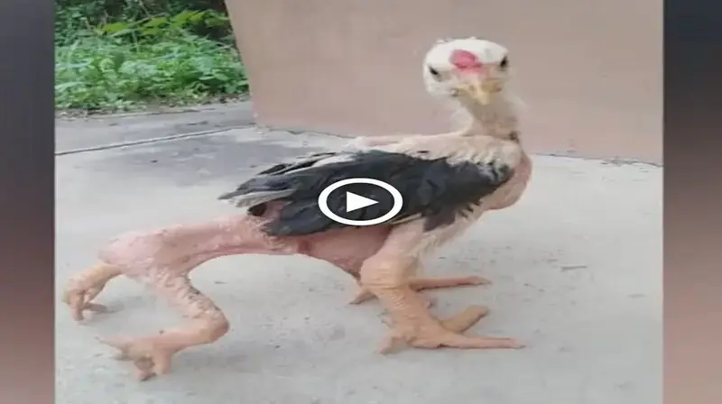 The only four-legged chicken in the world was discovered by Thai people, causing many discussions online (VIDEO)