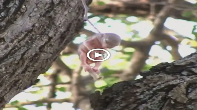 The baby squirrel was just born when he fell from above and got stuck on the thorns and the end (VIDEO)