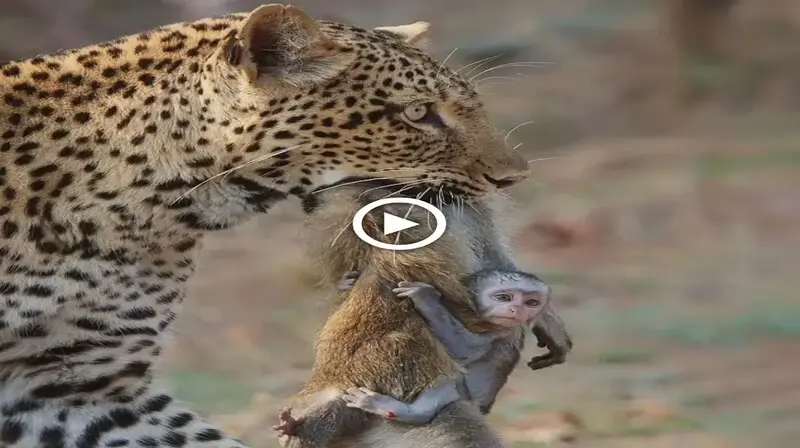 Haunting the moment when the baby monkey clings to the mother’s body when the leopard takes it away to eat (VIDEO)