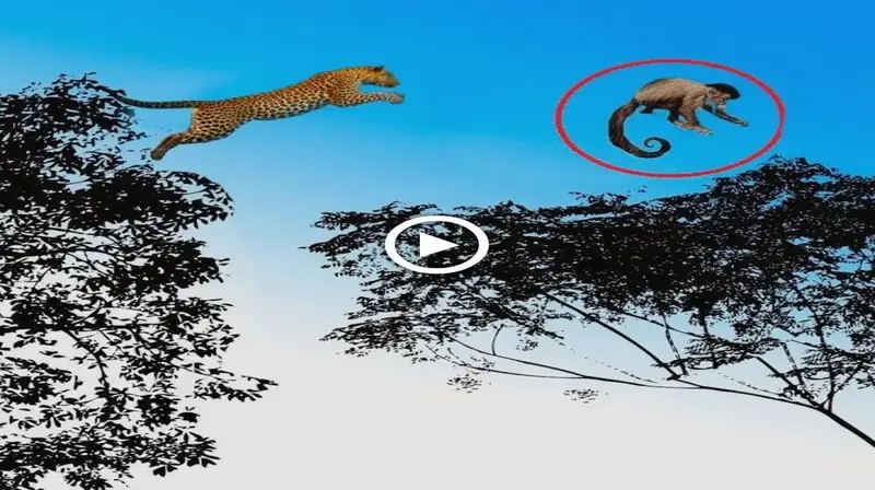 The tiger risked his life to catch a giant monkey by flying on a high tree (video)