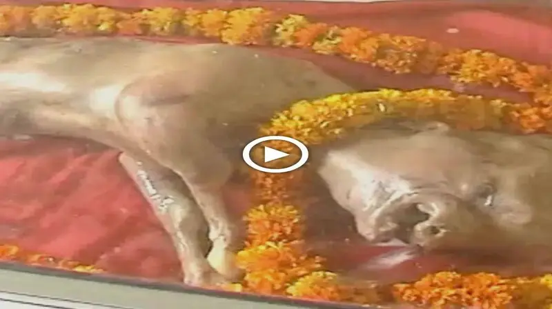In India, a calf was born with human facial features that caused villagers to worship it (VIDEO)