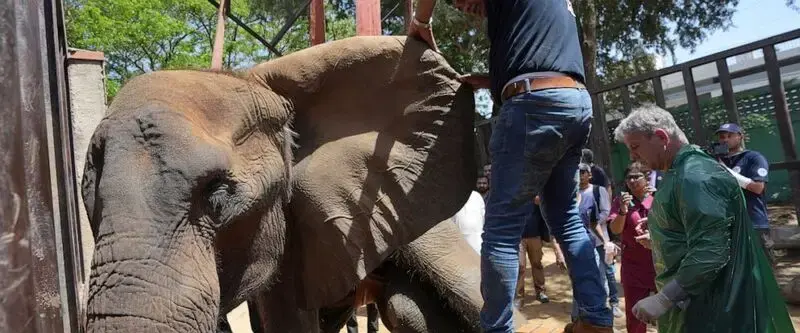 Foreign veterinarians save sick elephant at Pakistani zoo