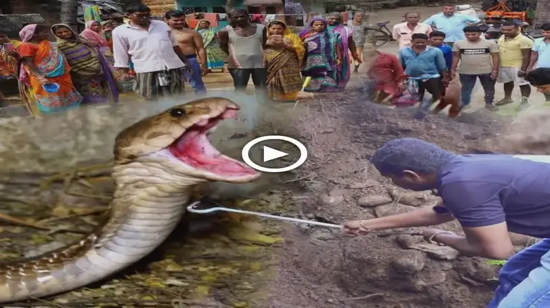 A Safer Encounter: Rescuing a 25-Year-Old Indian Cobra Snake (VIDEO)