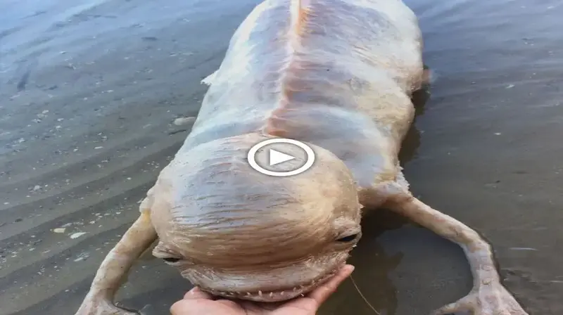 A fish-shaped big-headed creature with two bizarre claws mysteriously washed ashore in Thailand (VIDEO)