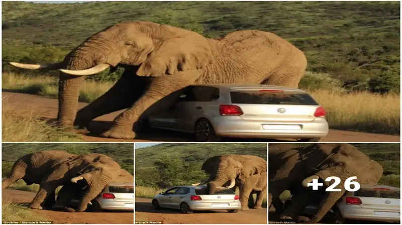 While a new elephant in South Africa Ƅecoms angry, tourists remain in their ʋvehicles