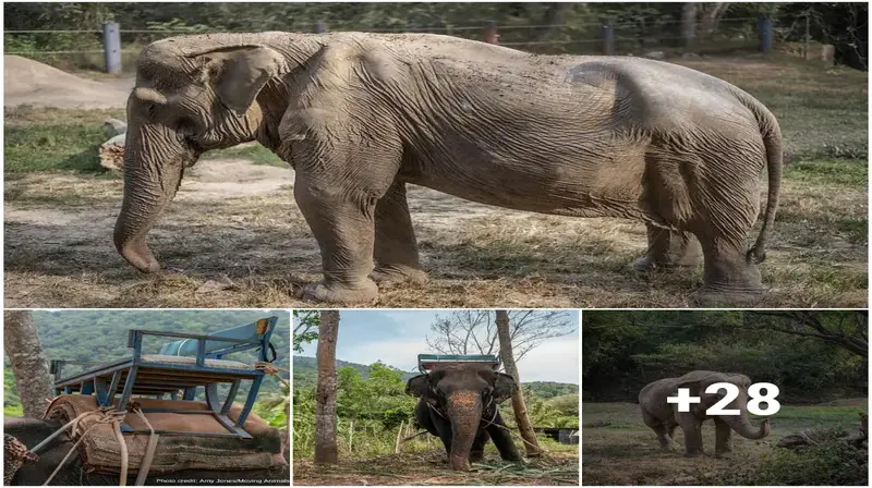 A 71-year-old Elephant “carried” Tourists for 25 Years with a Sunken Back and a Deformed Spine