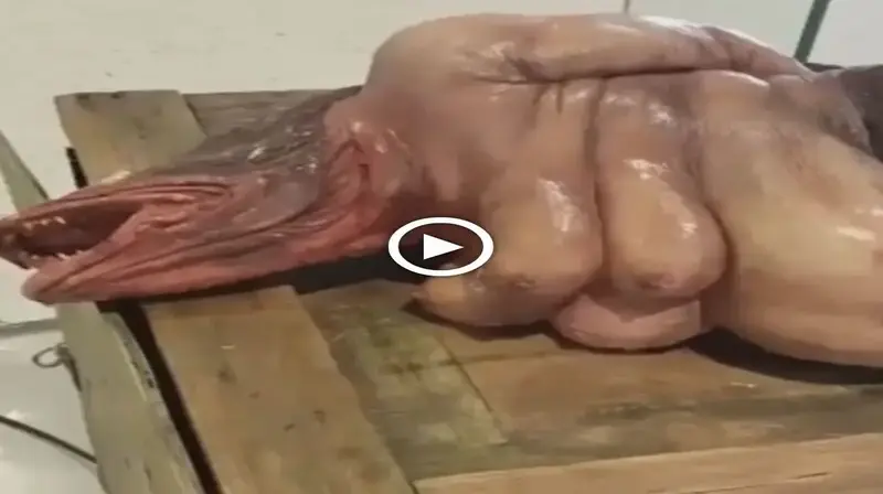 Netizens are greatly alarmed after learning that fishermen have lately discovered a bizarre creature with a fish-headed frog body (video)