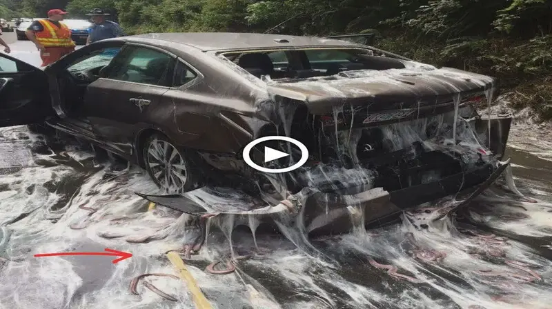 Extremely bizarre phenomenon when detecting 7,500 pounds eels with bizarre slime around the car (video)
