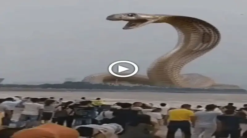 Locals ran away when they first saw the giant king cobra appear in the middle of the river (VIDEO)