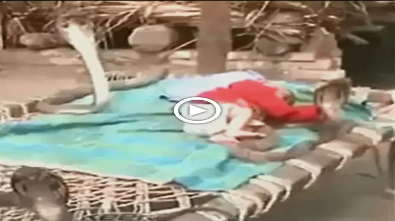 Four extremely venomous cobras standing guard around a sleeping baby have caused a world fever (VIDEO)
