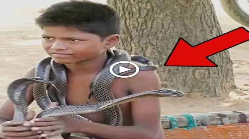 7-year-old boy is fearless while playing and sleeping with deadly snakes in shocking video: he hasn’t been bitten once (VIDEO)