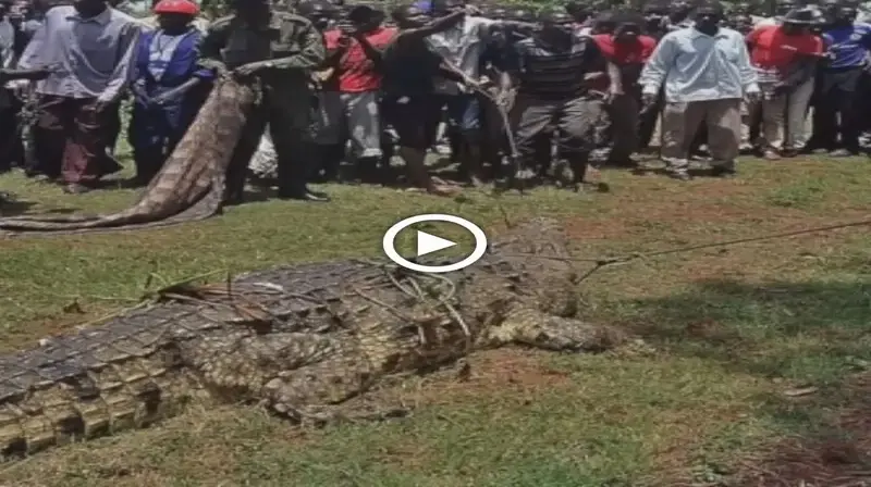 This 75-year-old giant crocodile was caught after swallowing 80 people shook the world, looks like this (VIDEO)