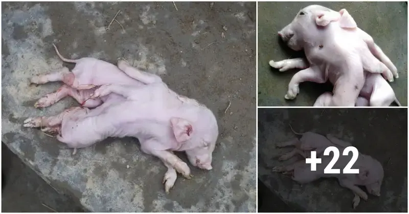 The mutant piglet was born healthy with 2 trunks, 8 legs on the same body (VIDEO)