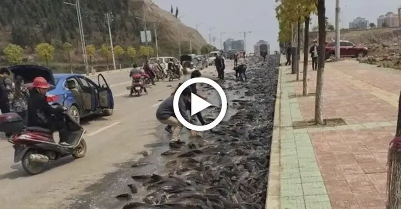 Incredible clips of fish falling from the sky appear in China like the legend of Honduras (Video)